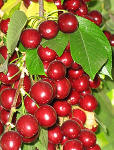 3304-cerisier-griotte-du-nord