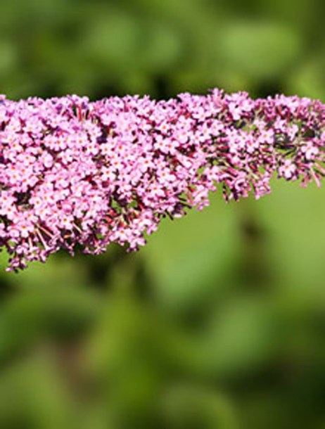331-buddlea-pink-delight
