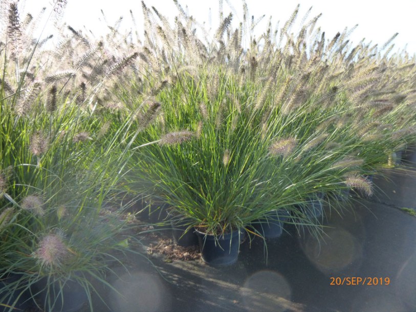 3317-pennisetum-hameln