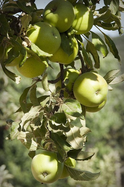 3326-pommier-granny-smith