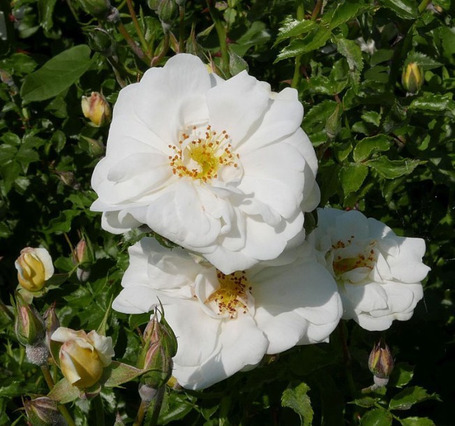 3346-rosa--diamant--rose-geolina163