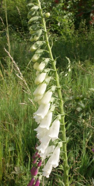 3359-digitalis-purpurea-alba