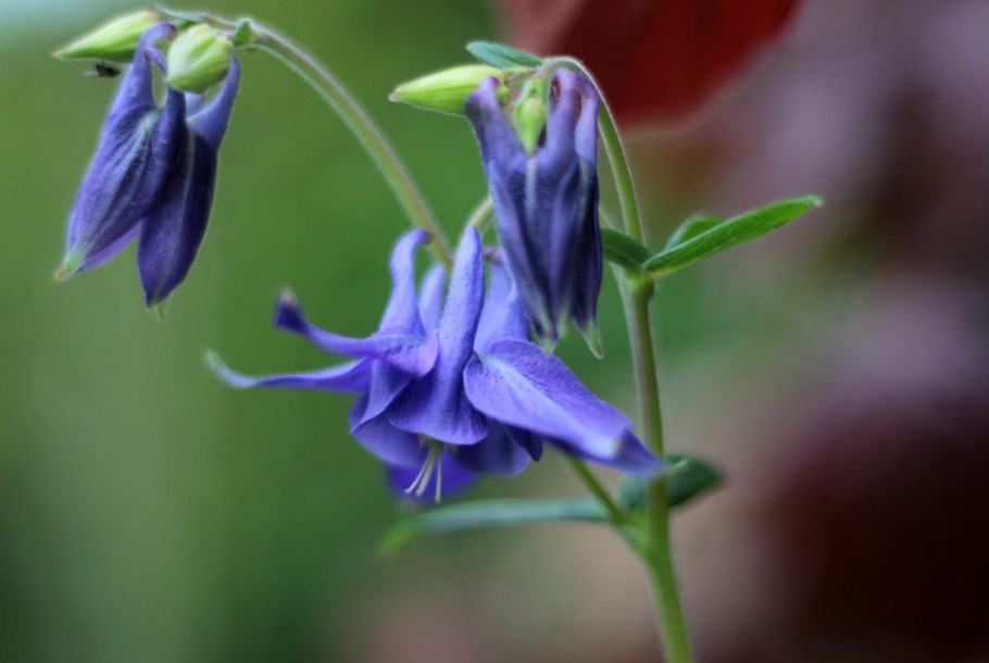3399-Aquilegia-sky-blue