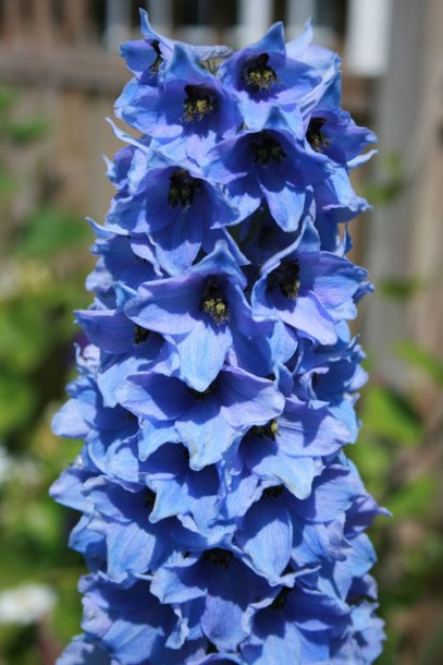 3471-delphinium-bellamosum