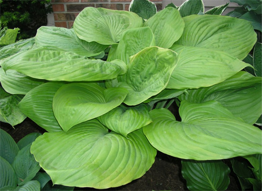 3478-hosta-sun-and-substance