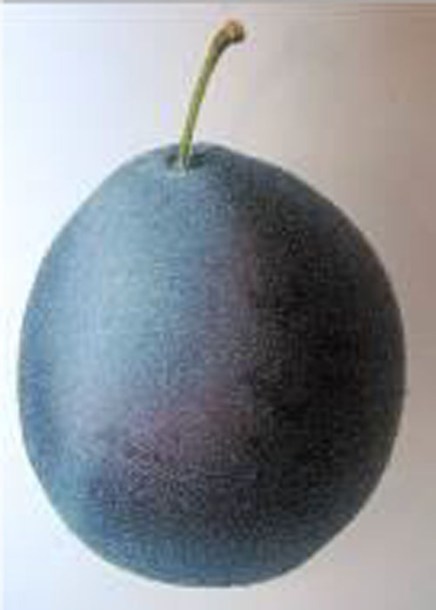 3560-prunier-bleue-de-belgique