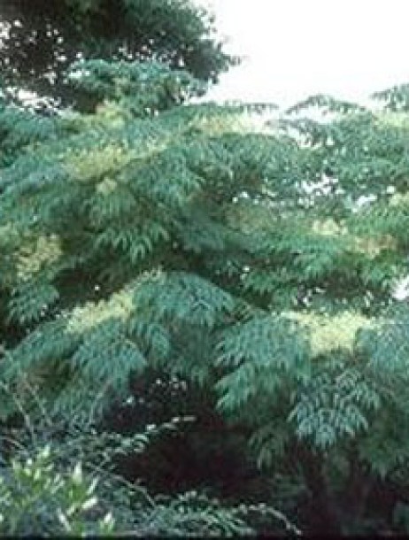 3624-aralia-elata