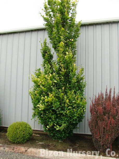 3660-fagus-sylvatica-dawijk-gold