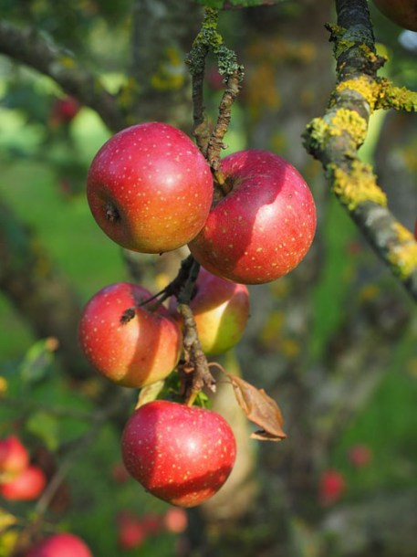 3671-pommier-belle-de-boskoop-rouge
