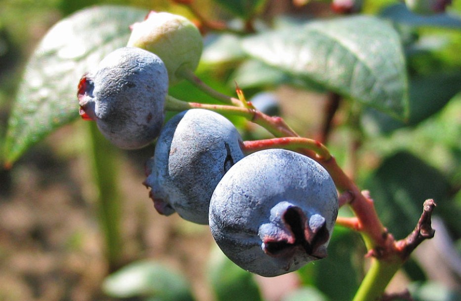3723-vaccinium-corymbosum-blue-crop