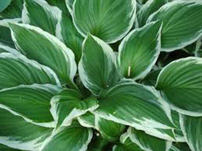 3790-hosta-wide-brim