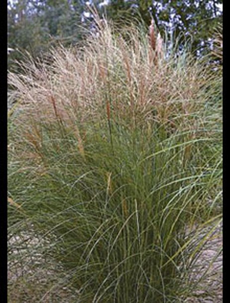 3817-miscanthussinensis-kleinesilberspinne