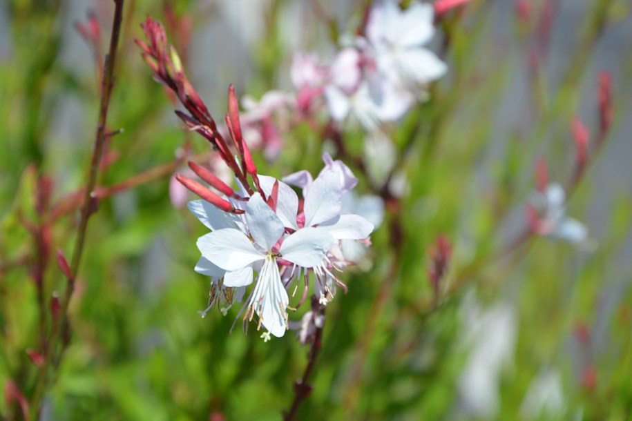 3838-gaura-summer-breeze