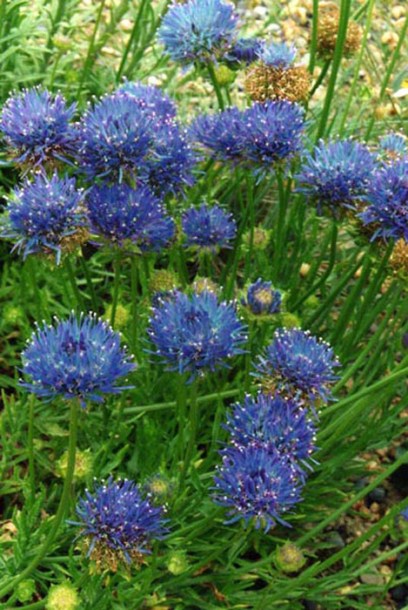 3963-jasione-laevis-blaulicht