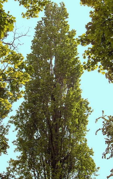 3979-populus-nigra-italica