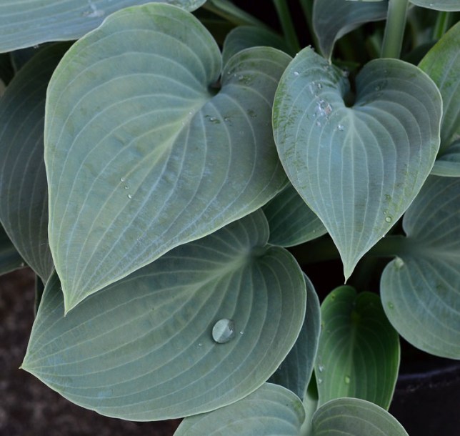 3989-hosta-big-daddy