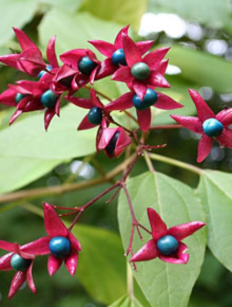 (c) jean pol grandmont