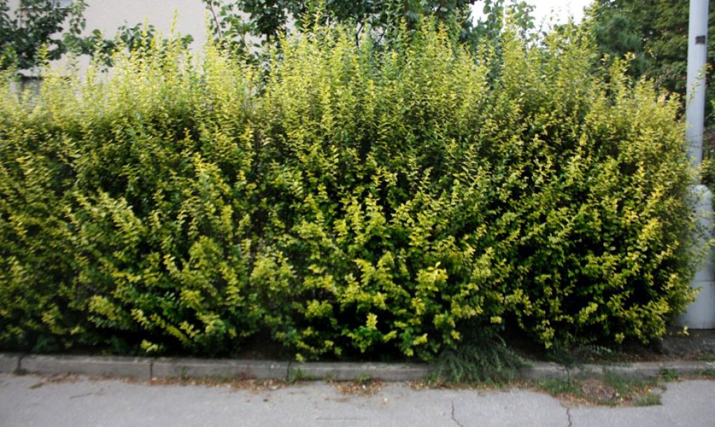 4062-ligustrum-oval-aureum