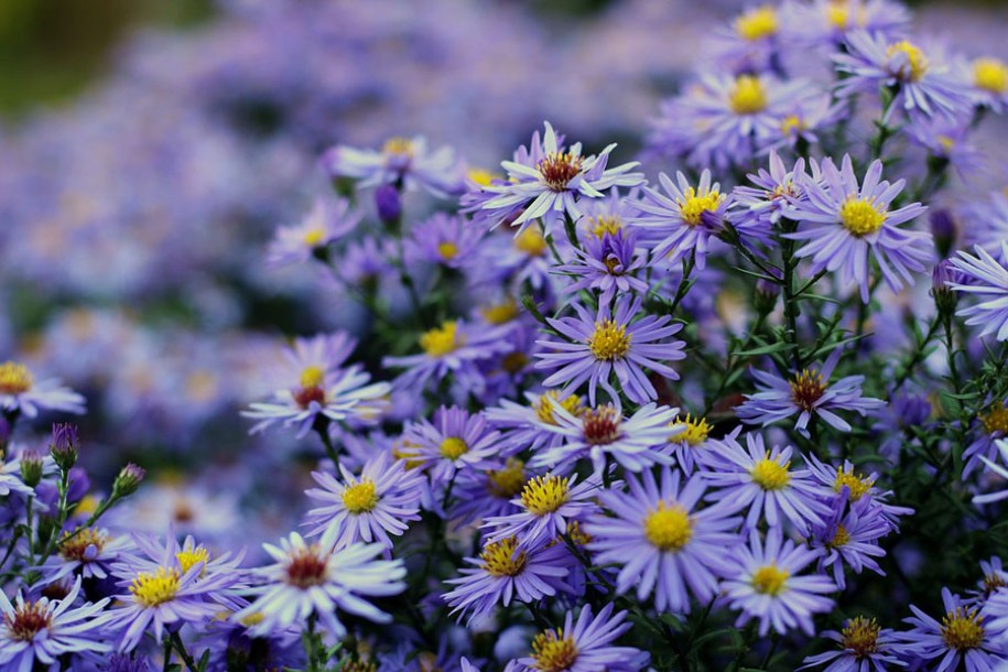 4135-Aster-dumosus-Lady-in-blue