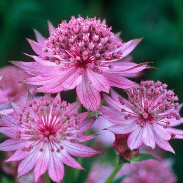 4187-astrantia-major-roma