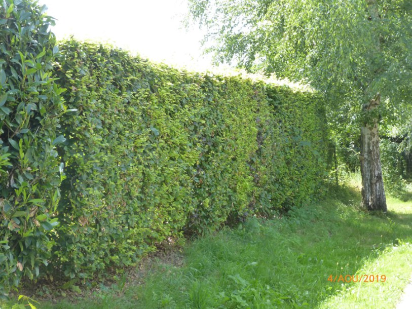 4188-Fagus-sylvatica