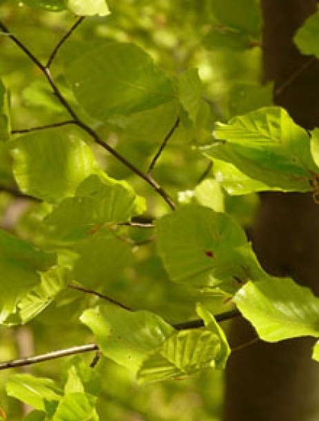 4190-fagus-sylvatica-zatia