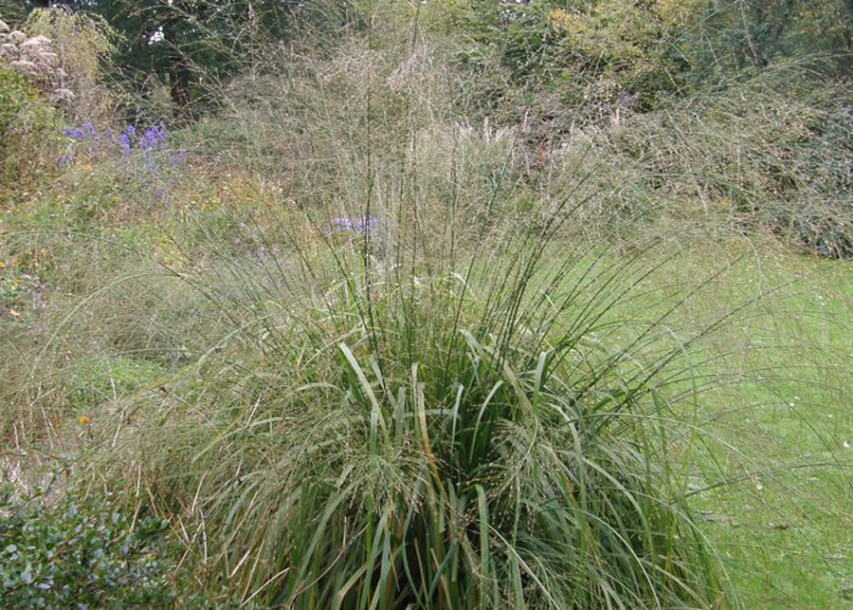 4191-molinia-arundinacea-transparent