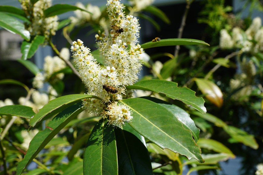 4214-prunus-laur-herbergii