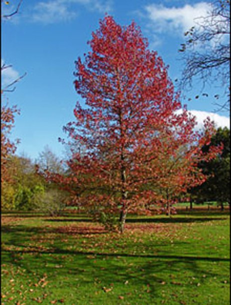 4255-liquidambar-worplesdon