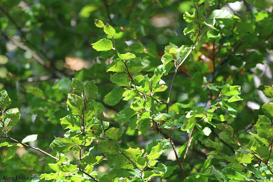 4277-Fagus_sylvatica_Hetre_by-Aline-Deflorenne