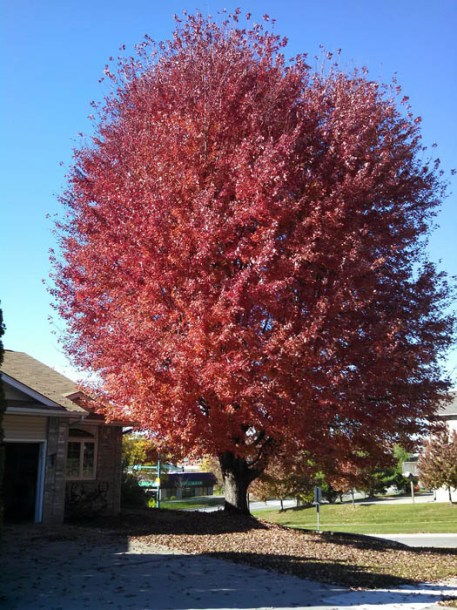 4334-acer-freman-autumn_blaze