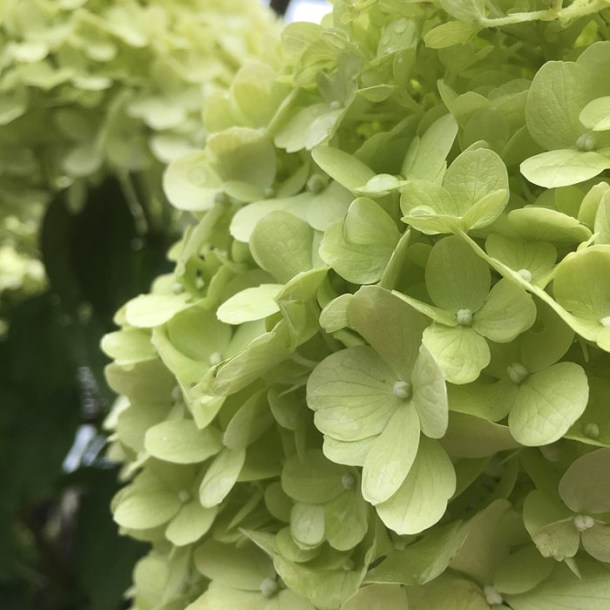 4338-hydrangea-bombshell