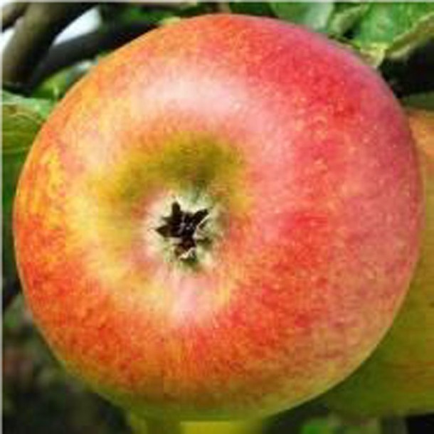 4431-pommier-reinette-de-waleffe