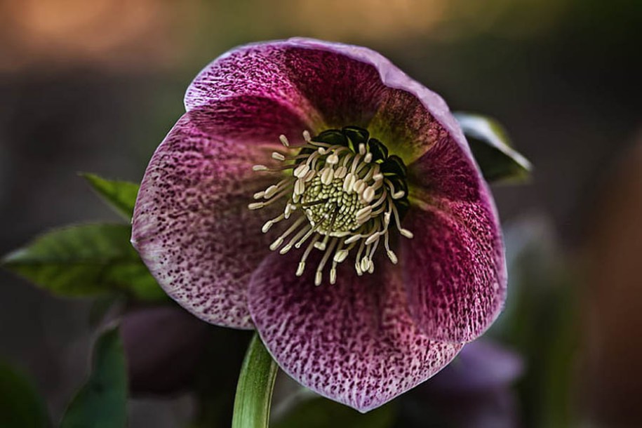 4544-helleborus-pretty-ellen-purple