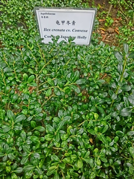 (c) borlawmensaorkong