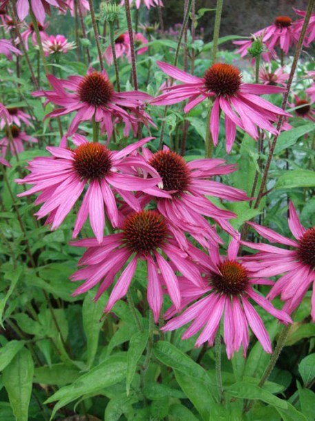 4714-echinacea-pica-belle