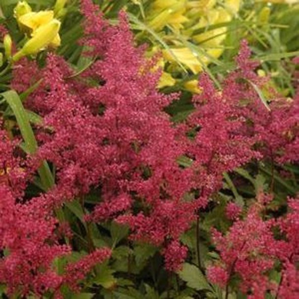 4725-astilbe-red-sentinel