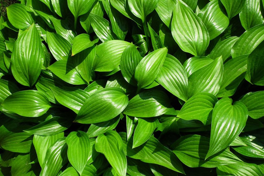 4797-hosta-devon-green
