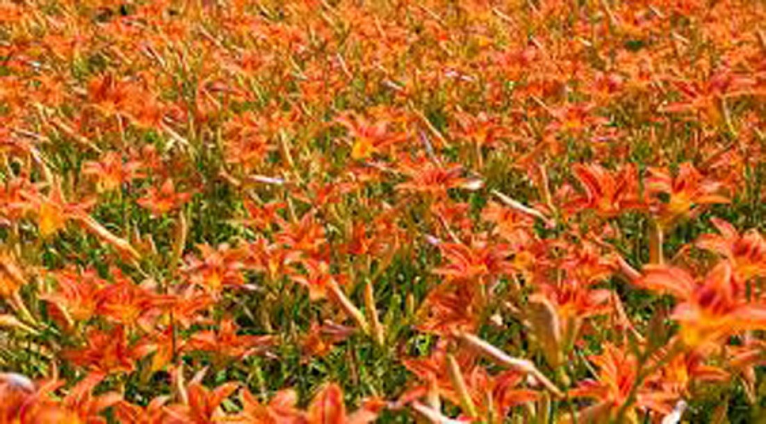 4817-crocosmia-emily-mckenzie