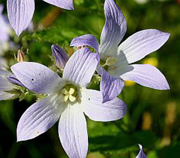 4855-campanula-lactiflora-loddon-anna