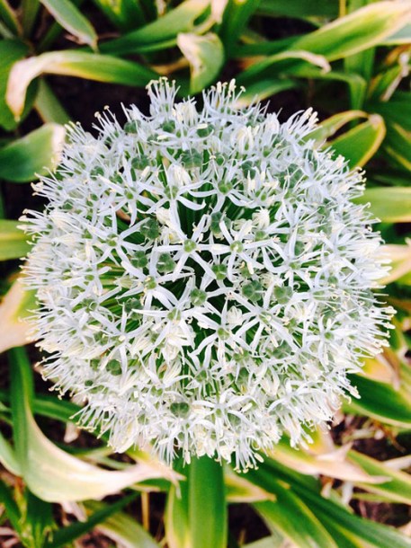 4893-allium-mont-blanc