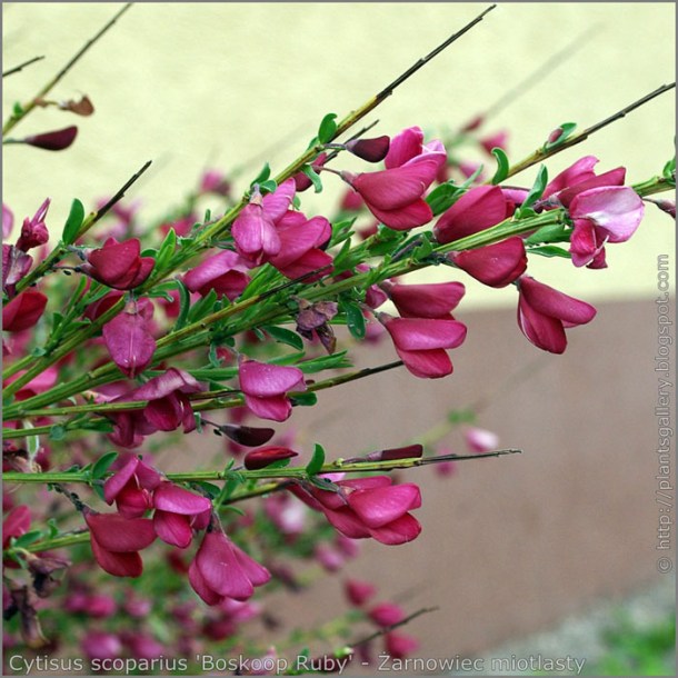 492-Cytissus-scop-Boskoop-ruby
