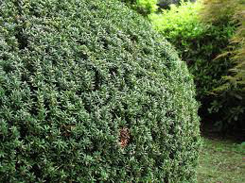 4947-taxus-baccata