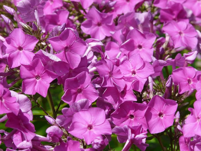 4952-phlox-amplifolia-minnehaha