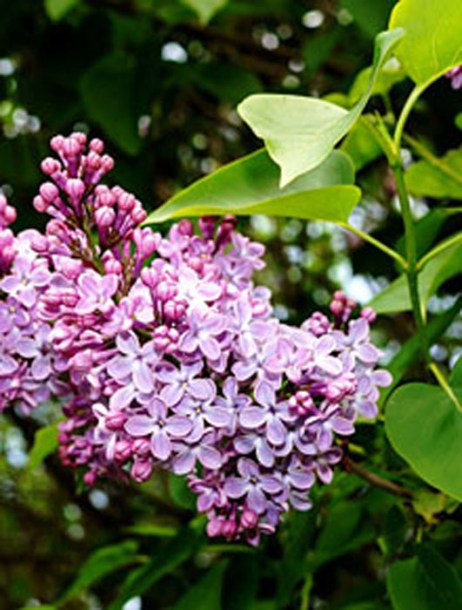5022-syringa-michel-bushner