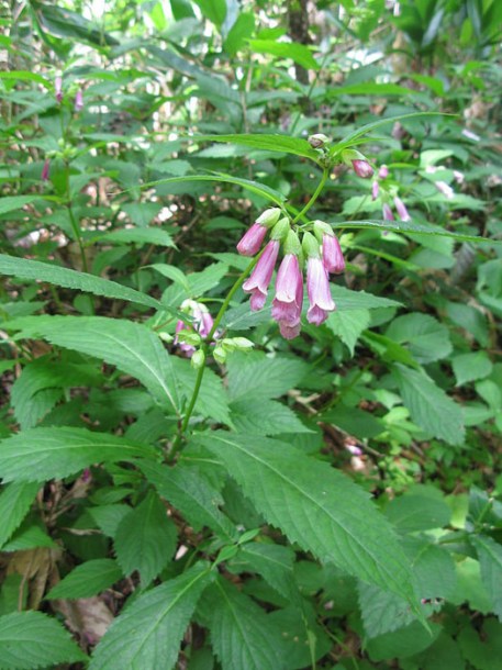 5084-chelonopsis-moschata-byqwert1234