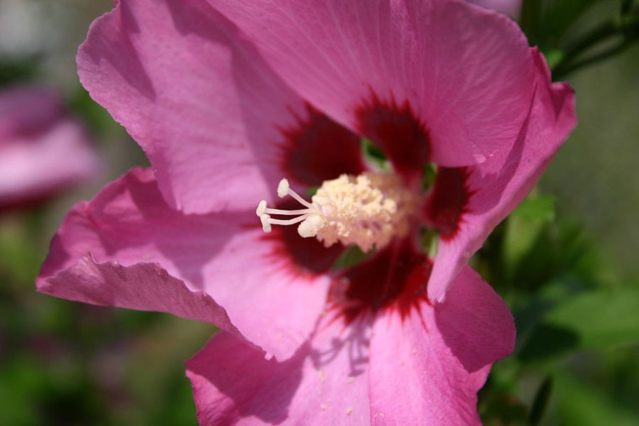 5188-Hibiscus_Pink-Giant