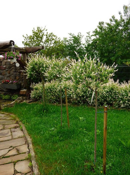 (c) niepokoj zbigniew