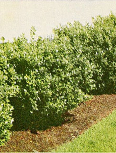 5389-ilex-crenata-convexa