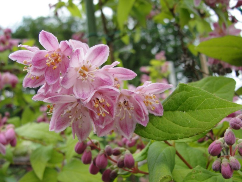 5492-deutzia-rosea